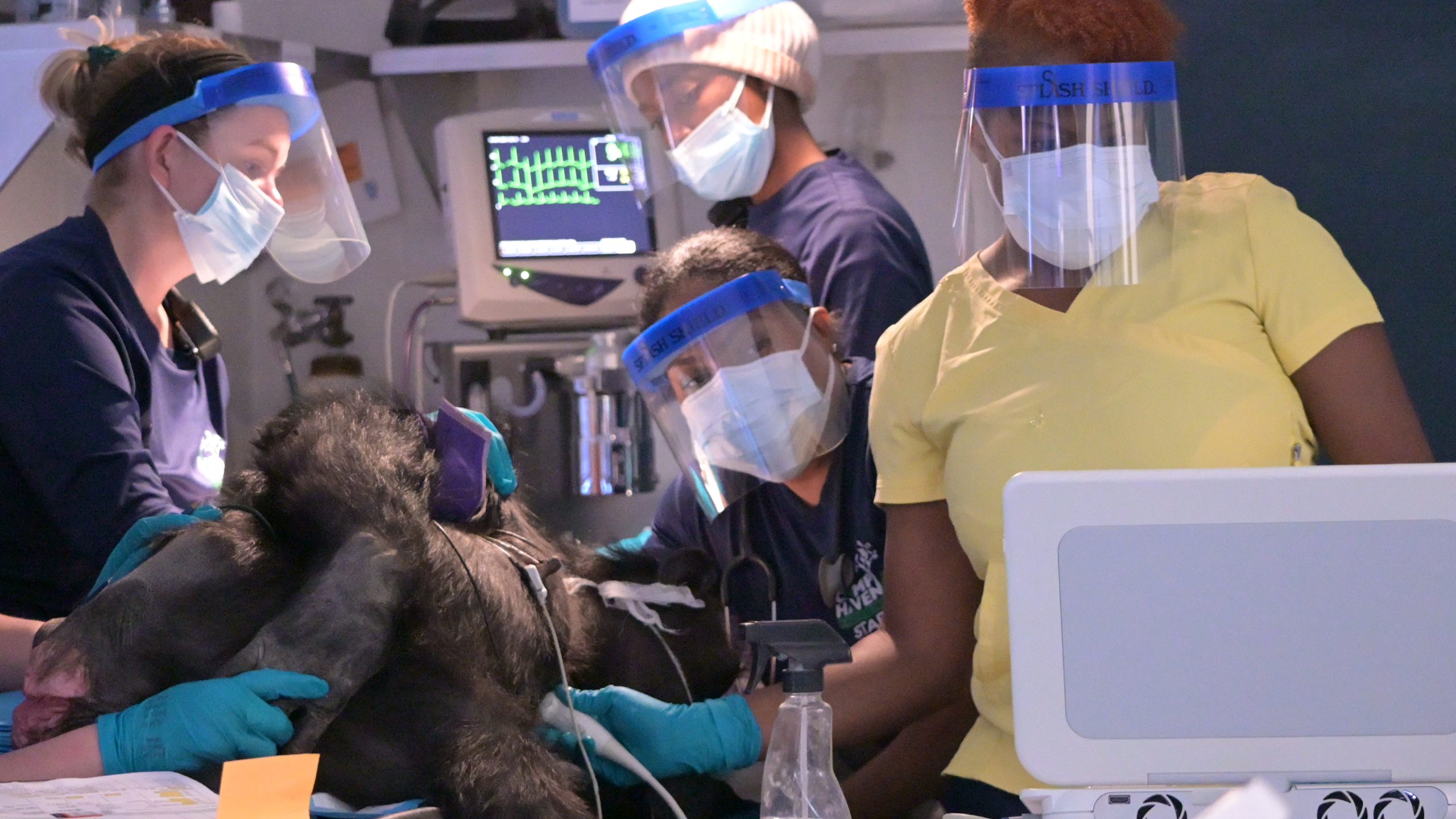 OneDose Partners with Chimp Haven in a First-of-Its-Kind Deployment